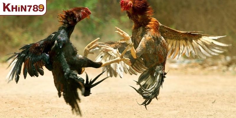 Các loại hình đá gà KHIN789