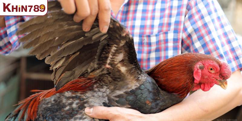 Cách chăm sóc và huấn luyện gà linh kê đúng chuẩn