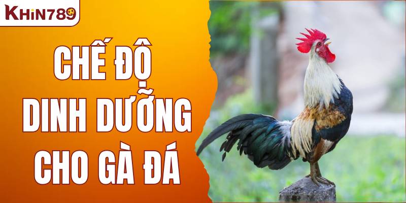 Chế Độ Dinh Dưỡng Cho Gà Đá Giúp Gà Dai Sức, Đá Bền