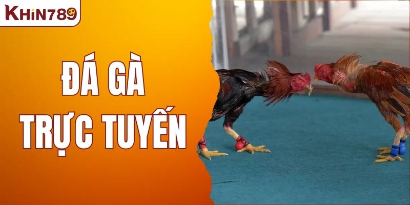 Đá Gà Trực Tuyến - Bí Quyết Chơi An Toàn Không Lo Pháp Lý