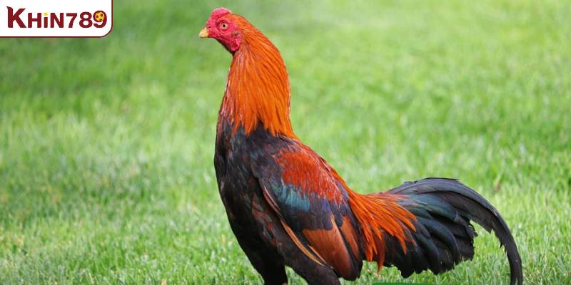 Gà Asil (Ấn Độ) – Trầm tĩnh, chắc đòn, lì lợm