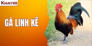 Lý Do Nên Chọn Gà Linh Kê Để Chiến Đấu Trong Cá Cược