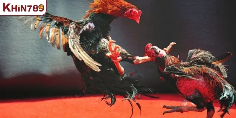 Giới thiệu chuyên mục cá cược đá gà KHIN789