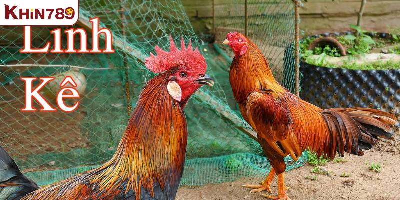 Giới thiệu tổng quan về giống gà linh kê