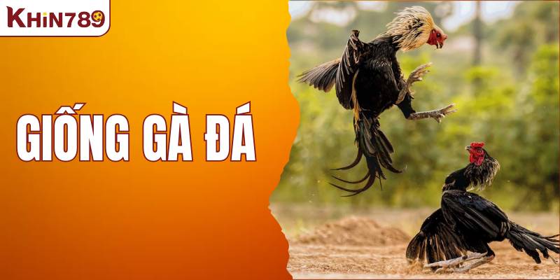 Top 5 Giống Gà Đá Hay Nhất Tại KHIN789 Mà Bạn Nên Biết