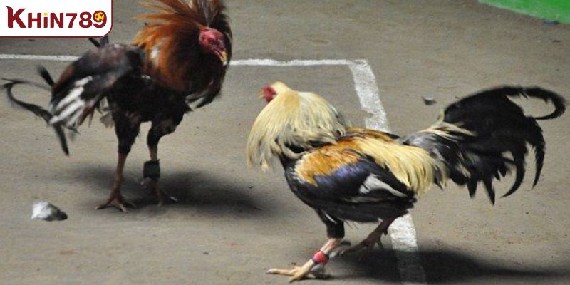 Khám phá sơ lược sân chơi đá gà trực tuyến