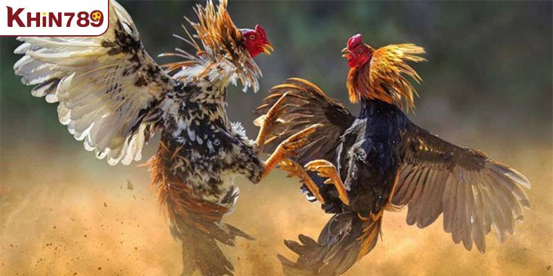 Lịch cho ăn lý tưởng theo chế độ dinh dưỡng cho gà đá
