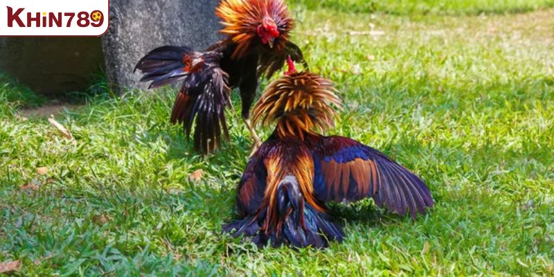 Luật đá gà miền Bắc chìa khóa cho giải đấu chuyên nghiệp