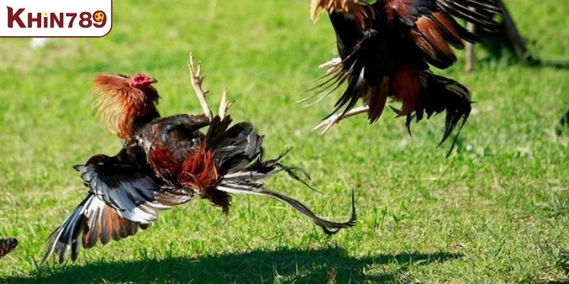 Luật đá gà miền Nam cơ bản và vai trò trong trận đấu