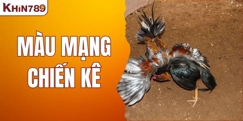 Màu Mạng Chiến Kê - Cách Nhận Diện Gà Chiến Tiềm Năng