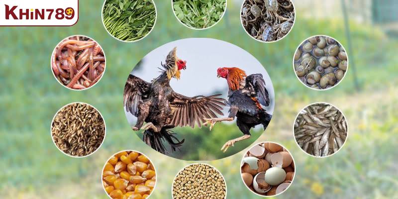 Một số lưu ý khi áp dụng chế độ dinh dưỡng cho gà đá