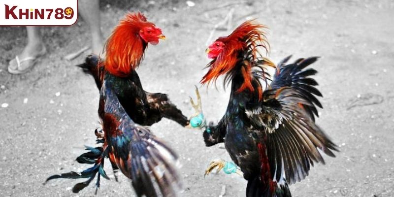 Nắm vững luật đá gà miền Nam bí kíp để chiến thắng