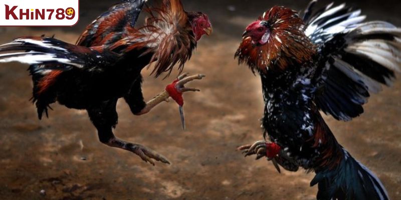 Nắm vững từ ngữ chuyên dụng trong luật đá gà miền Nam