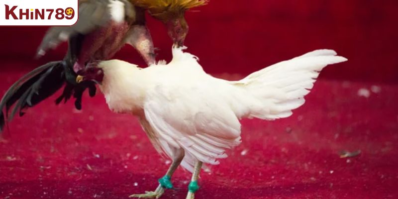 Những tiếng lóng trong đá gà chiến thuật và phong cách