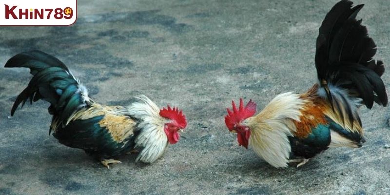 Xác định thắng thua trong luật đá gà miền Nam